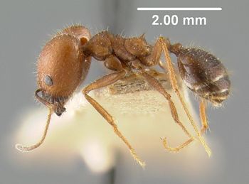 Media type: image;   Entomology 30762 Aspect: habitus lateral view